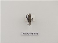 藏品(直翅目(3))的圖片